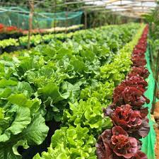 全球农业监管政策如何优化水稻食品安全体系